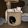 cat, white_cat, black_cat, cat_tree, carpet, pet_bed, collar, tag, indoor, feline, animal, relaxed, resting, furniture, cozy, home, cute, pet, two_cats, domestic