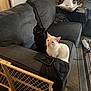 black_cat, white_cat, cats, couch, sofa, baby_gate, remote_control, blanket, side_table, water_bottle, carpet, indoor, pets, feline, curious, resting, home_interior, door, clutter, living_room