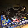 Shadow is registered to the contest to win money with this photo: black_cat, cat, indoor, plastic_kit_box, revell, carpet, pet, animal, feline, glowing_eyes, box, relaxed, lying_down, foot, leg, furniture, dim_light, home, closeup, domestic_animal