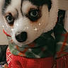 Soul is registered to the contest to win money with this photo: dog, puppy, blue_eyes, red_sweater, hood, scarf, sparkles, close_up, cute, pet, indoor, hand, nail_art, winter_clothing, cozy, warm, small_dog, portrait, animal, fashion