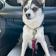 Soul joined the competition — help win amazing prizes! dog, small_dog, blue_eyes, pet, inside_car, car_interior, leash, collar, dashboard, person_legs, sitting, alert, curious, front_seat, road_trip, closeup, animal, companion, domestic_animal, canine