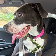 Sadie Mae is registered to the contest to win money with this photo: dog, canine, pet, car, seat, collar, harness, tongue, happy, animal, inside, transportation, window, leash, sideview, sitting, shortfur, ears, mouth, teeth