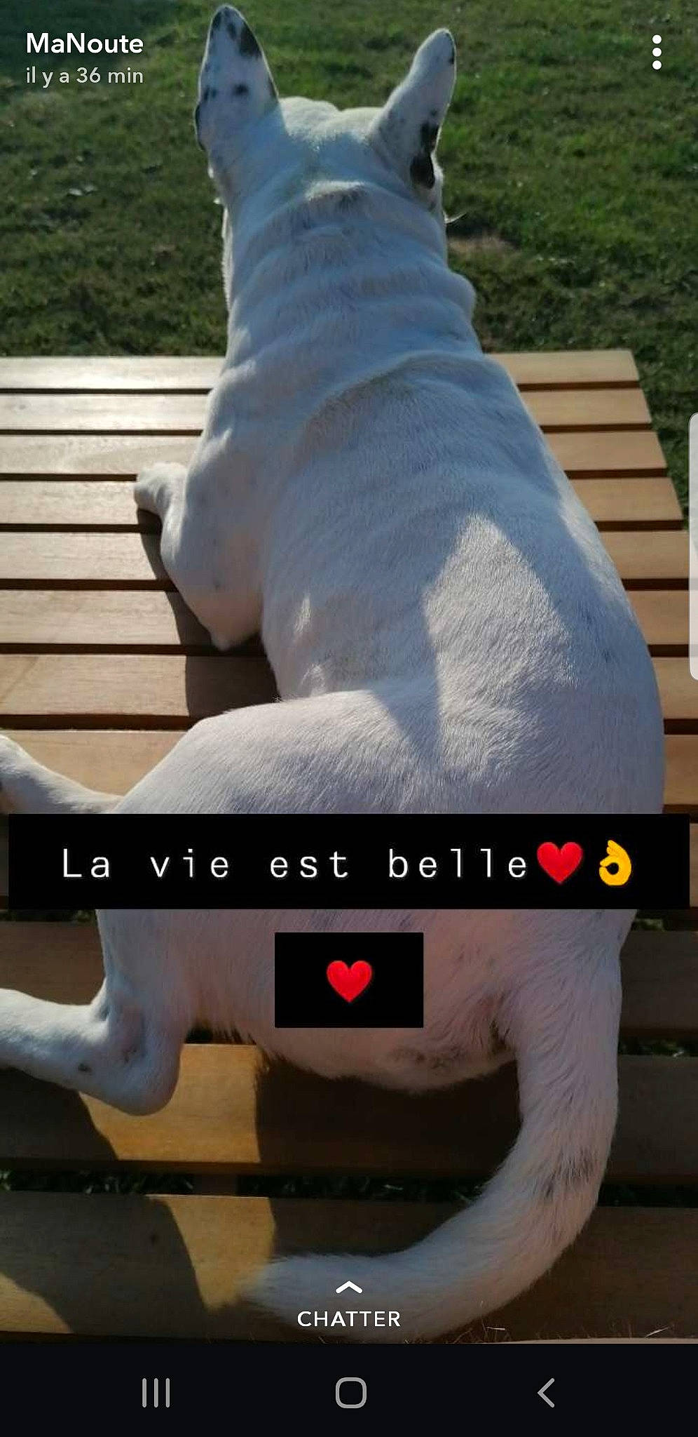 Mako participe au concours pour gagner de l'argent avec cette photo : tail