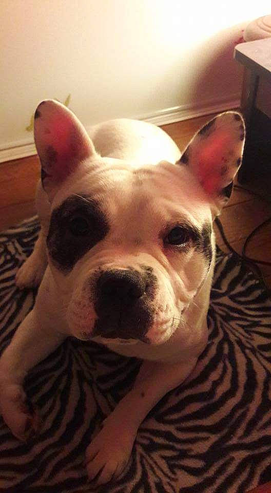 Mako a rejoint le concours — aidez-le/la à gagner de superbes lots ! american_bulldog, canidae, carnivore, companion_dog, dog, dog_breed, ear, fawn, french_bulldog, head, mammal, non_sporting_group, nose, pit_bull, snout, toy_bulldog, vertebrate, whiskers