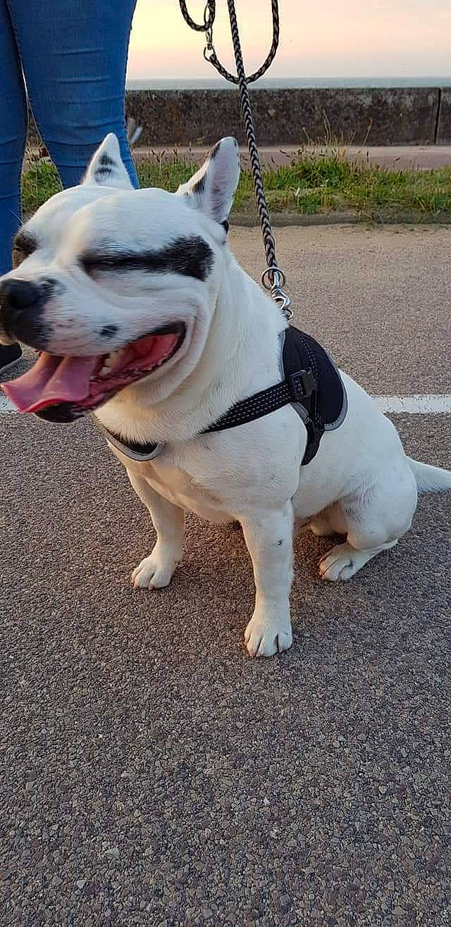 Mako a rejoint le concours — aidez-le/la à gagner de superbes lots ! american_bulldog, american_pit_bull_terrier, american_staffordshire_terrier, ancient_dog_breeds, bull_and_terrier, canidae, carnivore, collar, dog, dog_breed, fawn, mammal, non_sporting_group, pit_bull, rare_breed_dog, snout, staffordshire_bull_terrier, tail, toy_bulldog, vertebrate