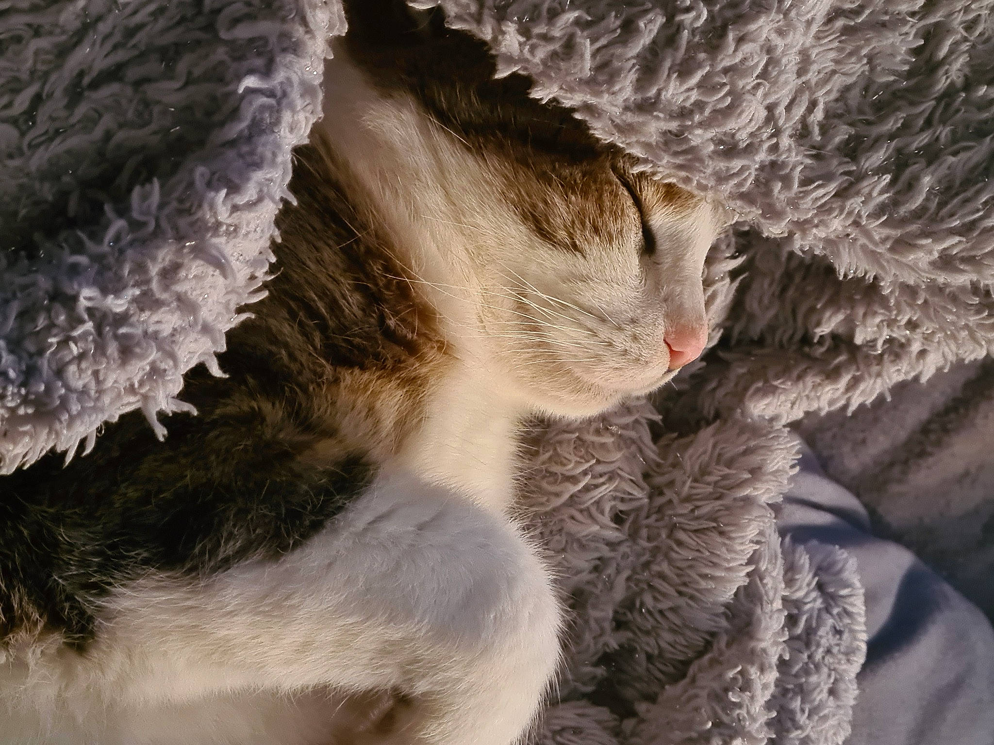 Hoppy a rejoint le concours — aidez-le/la à gagner de superbes lots ! carnivore, cat, claw, close_up, domestic_short_haired_cat, felidae, freezing, fur, paw, plant, small_to_medium_sized_cats, snout, tail, terrestrial_animal, tree, whiskers, wildlife, winter, wool