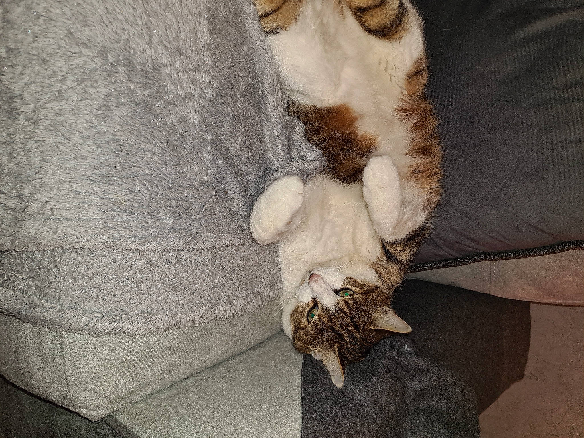 Hoppy a rejoint le concours — aidez-le/la à gagner de superbes lots ! carnivore, cat, claw, comfort, companion_dog, couch, dog_breed, domestic_short_haired_cat, fawn, felidae, fur, grey, human_leg, linens, nap, paw, small_to_medium_sized_cats, tail, whiskers, wood