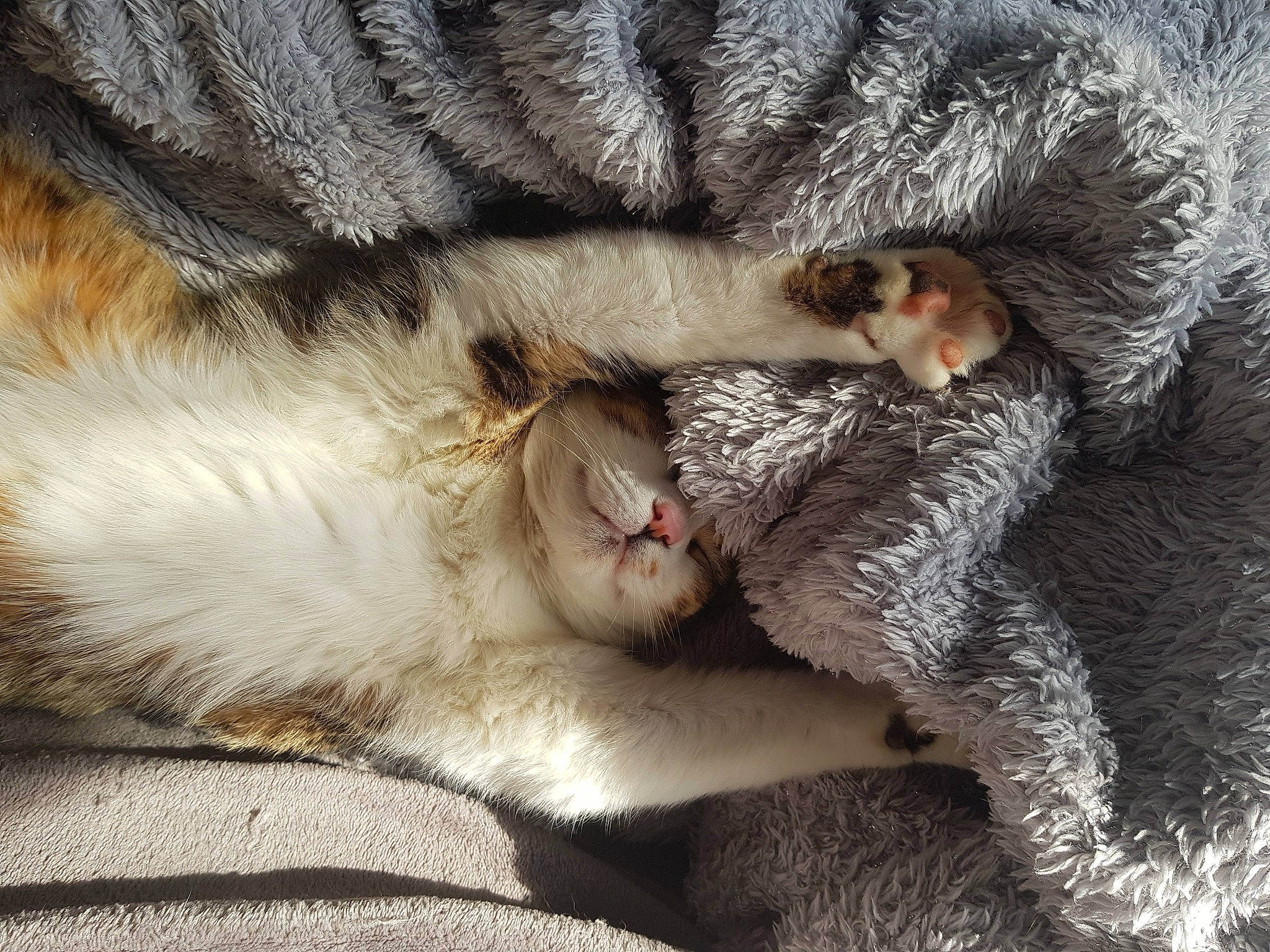 Hoppy participe au concours pour gagner de l'argent avec cette photo : canidae, carnivore, cat, claw, comfort, domestic_short_haired_cat, fawn, felidae, fur, grey, leg, nap, paw, sleep, small_to_medium_sized_cats, snout, sporting_group, tail, whiskers, wildlife