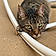 Joey