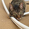 cat, tabby, green_eyes, paw, hose, floor, curious, pet, animal, close_up, whiskers, ears, laying_down, playful, domestic_cat, feline, indoor, relaxed, looking, cute