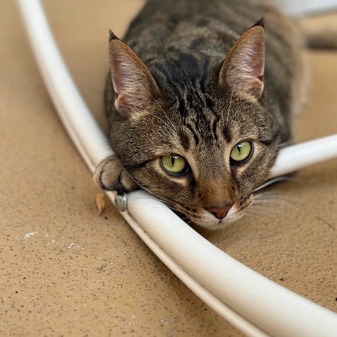Joey is registered to the contest to win money with this photo: cat, tabby, green_eyes, paw, hose, floor, curious, pet, animal, close_up, whiskers, ears, laying_down, playful, domestic_cat, feline, indoor, relaxed, looking, cute