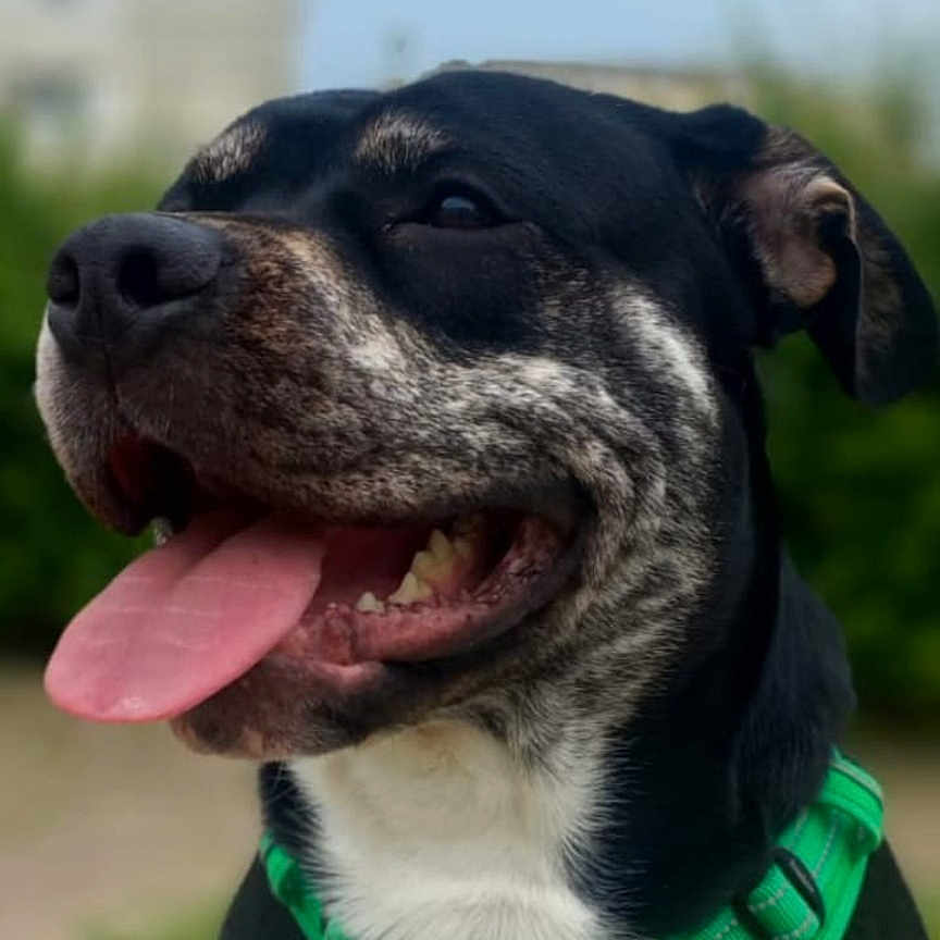 Rio Dis Dingo