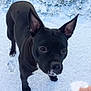 dog, black_dog, snow, snowball, grass, outdoor, pet, animal, winter, playful, ears, curious, paw_prints, nose, hand, nature, cold, fur, canine, daylight