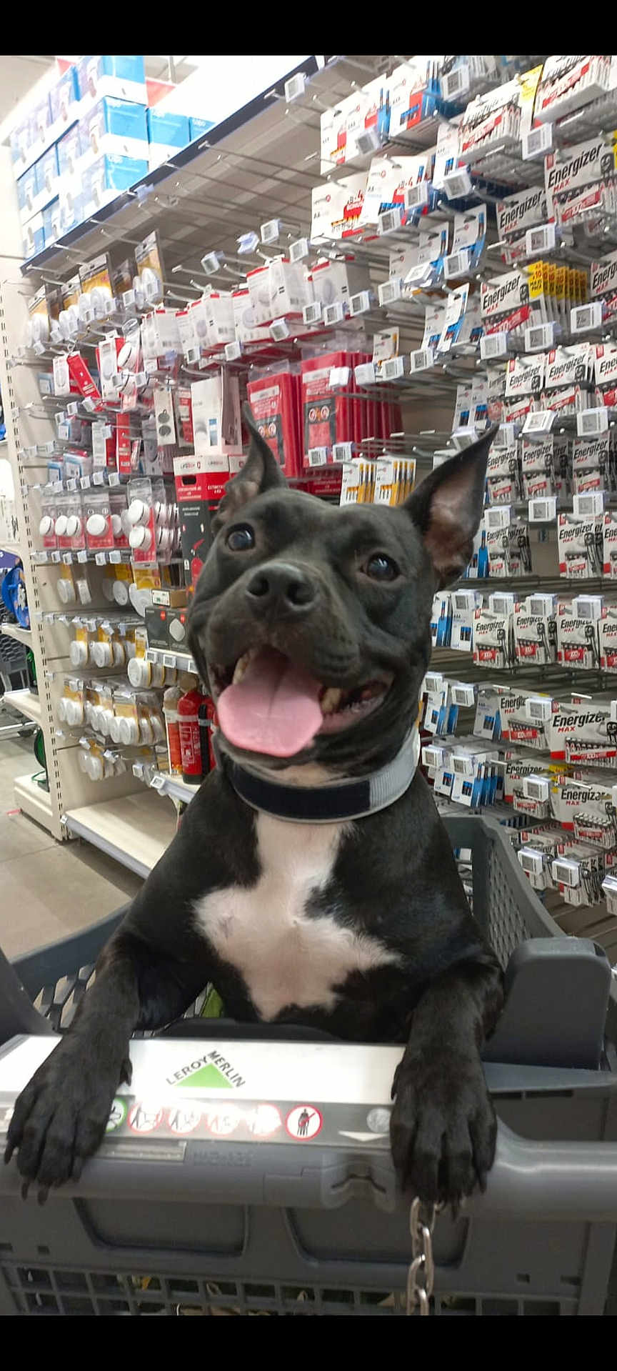 Jade Dit Princesse a rejoint le concours — aidez-le/la à gagner de superbes lots ! dog, black_dog, shopping_cart, store_aisle, batteries, pet, happy_dog, tongue_out, ears_up, retail, indoor, leash, collar, animal, cute, friendly, store_shelves, products, consumer_goods, playful