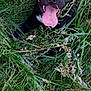 Jade Dit Princesse a rejoint le concours — aidez-le/la à gagner de superbes lots ! dog, black_dog, grass, outdoor, tongue_out, happy, nature, pet, animal, playful, canine, greenery, summer, close_up, tongue, field, smiling, adorable, fur, eyes