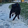 Jade Dit Princesse a rejoint le concours — aidez-le/la à gagner de superbes lots ! dog, black_dog, running, snow, winter, outdoor, park, path, trees, grass, basketball_hoop, playful, animal, nature, daytime, cold, footprints, motion, energetic, canine