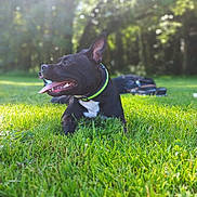 Jade Dit Princesse a rejoint le concours — aidez-le/la à gagner de superbes lots ! dog, black_dog, grass, collar, outdoor, sunlight, panting, tongue_out, nature, greenery, pet, canine, happy, resting, summer, daylight, animal, park, blurred_background, leisure