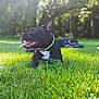 dog, black_dog, grass, collar, outdoor, sunlight, panting, tongue_out, nature, greenery, pet, canine, happy, resting, summer, daylight, animal, park, blurred_background, leisure