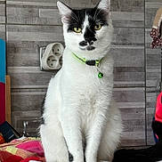 Joey participe au concours pour gagner de l'argent avec cette photo : accessories, angora, animal, architecture, building, cat, face, furniture, head, indoors, interiordesign, kitten, manx, person, pet, photography, portrait, strap, wall, wood