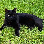 Milo a rejoint le concours — aidez-le/la à gagner de superbes lots ! animal, blackcat, cat, countryside, field, grass, grassland, green, kitten, lawn, manx, meadow, nature, outdoors, panther, pet, plant, rural, yard