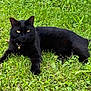 animal, blackcat, cat, countryside, field, grass, grassland, green, kitten, lawn, manx, meadow, nature, outdoors, panther, pet, plant, rural, yard