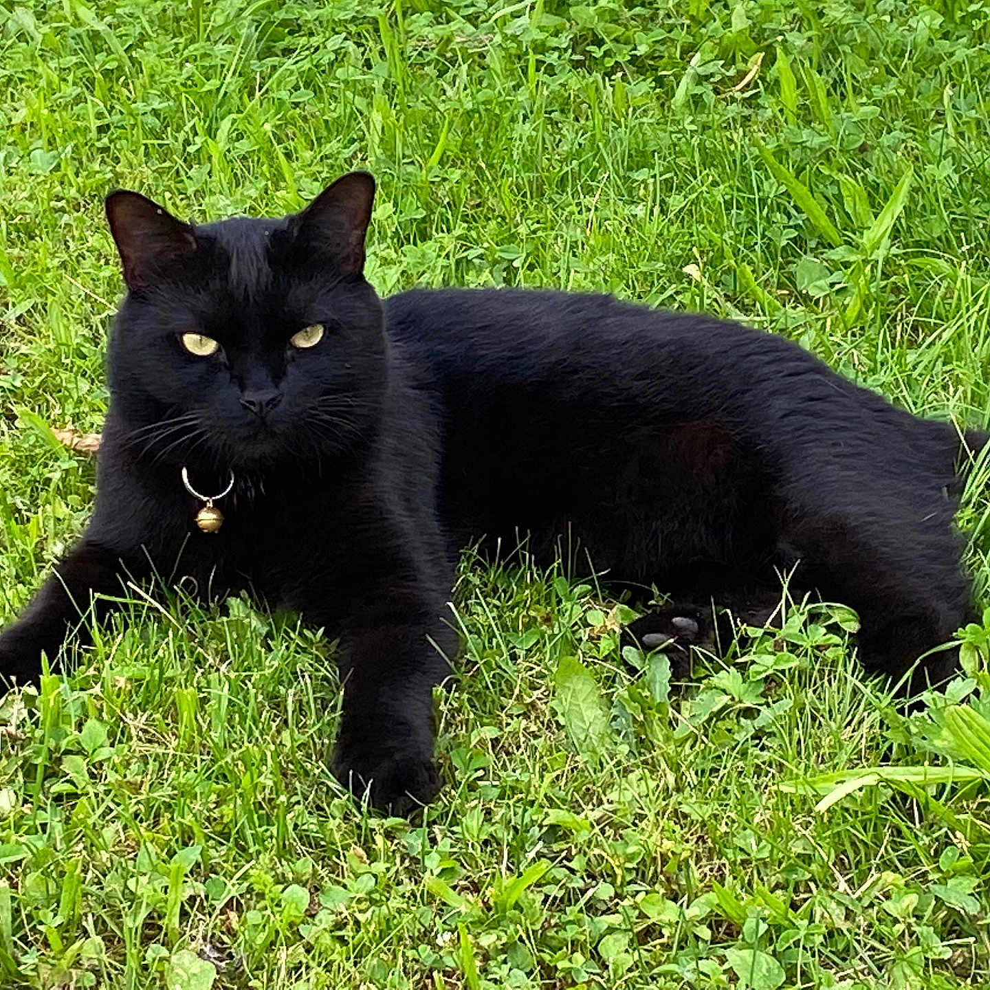 Milo