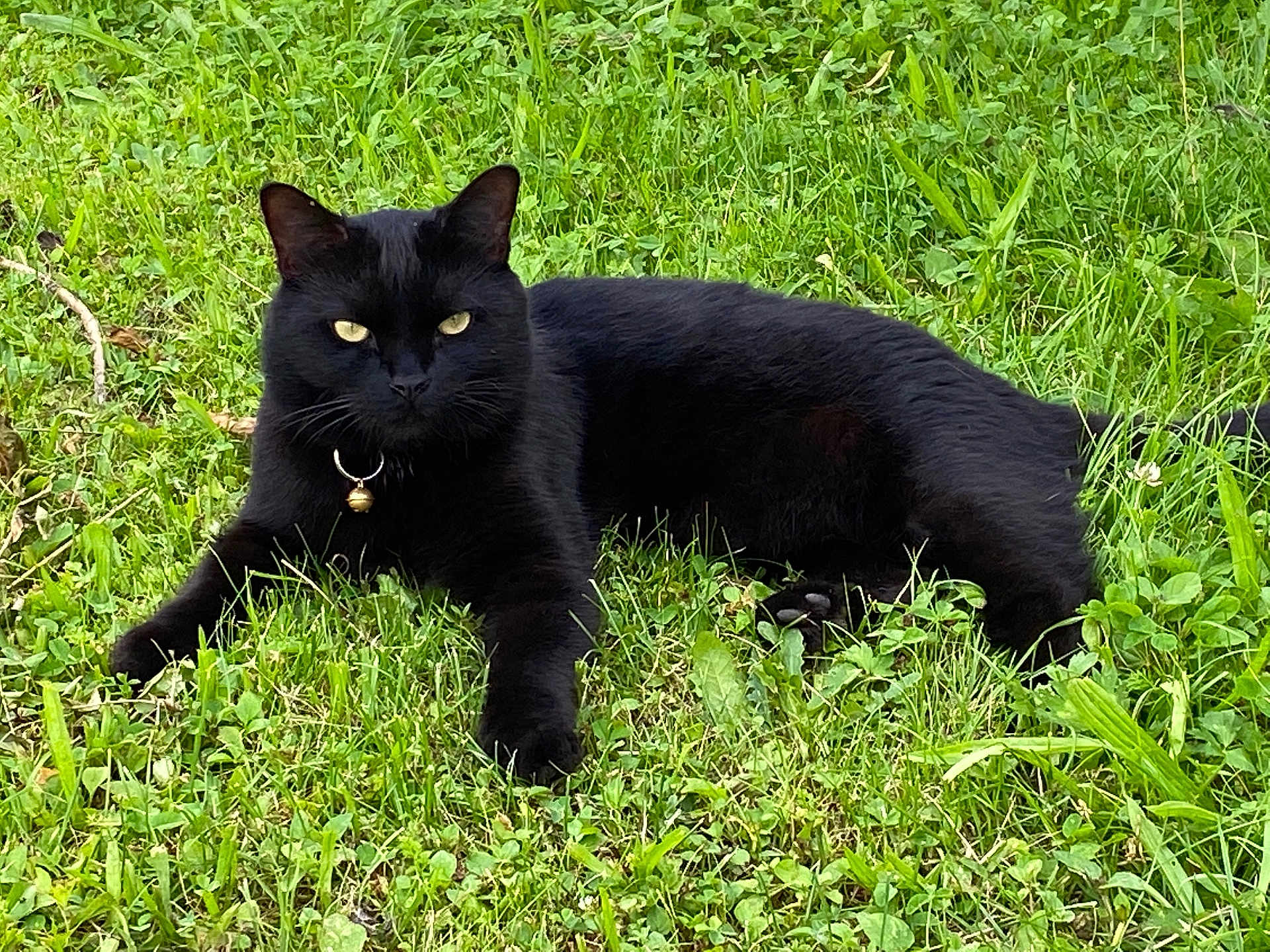 Milo