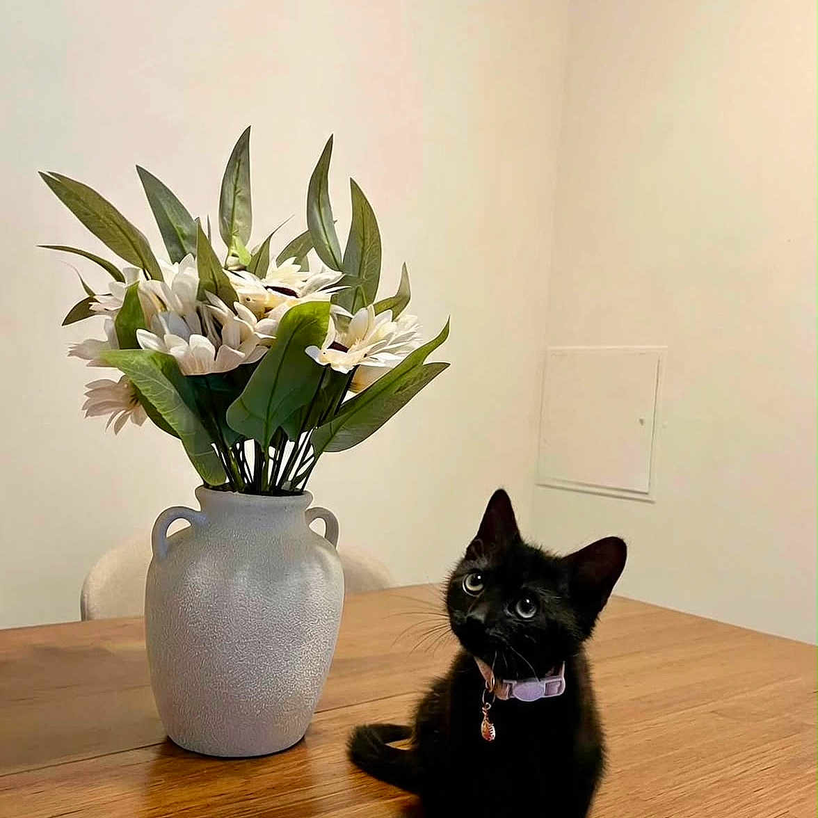Lola