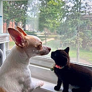 Lola joined the competition — help win amazing prizes! animal, black_cat, cat, chihuahua, collar, curious, cute, dog, domestic, friendship, greenery, indoor, kitten, nature_view, pet, side_profile, small_dog, sunlight, window, windowsill