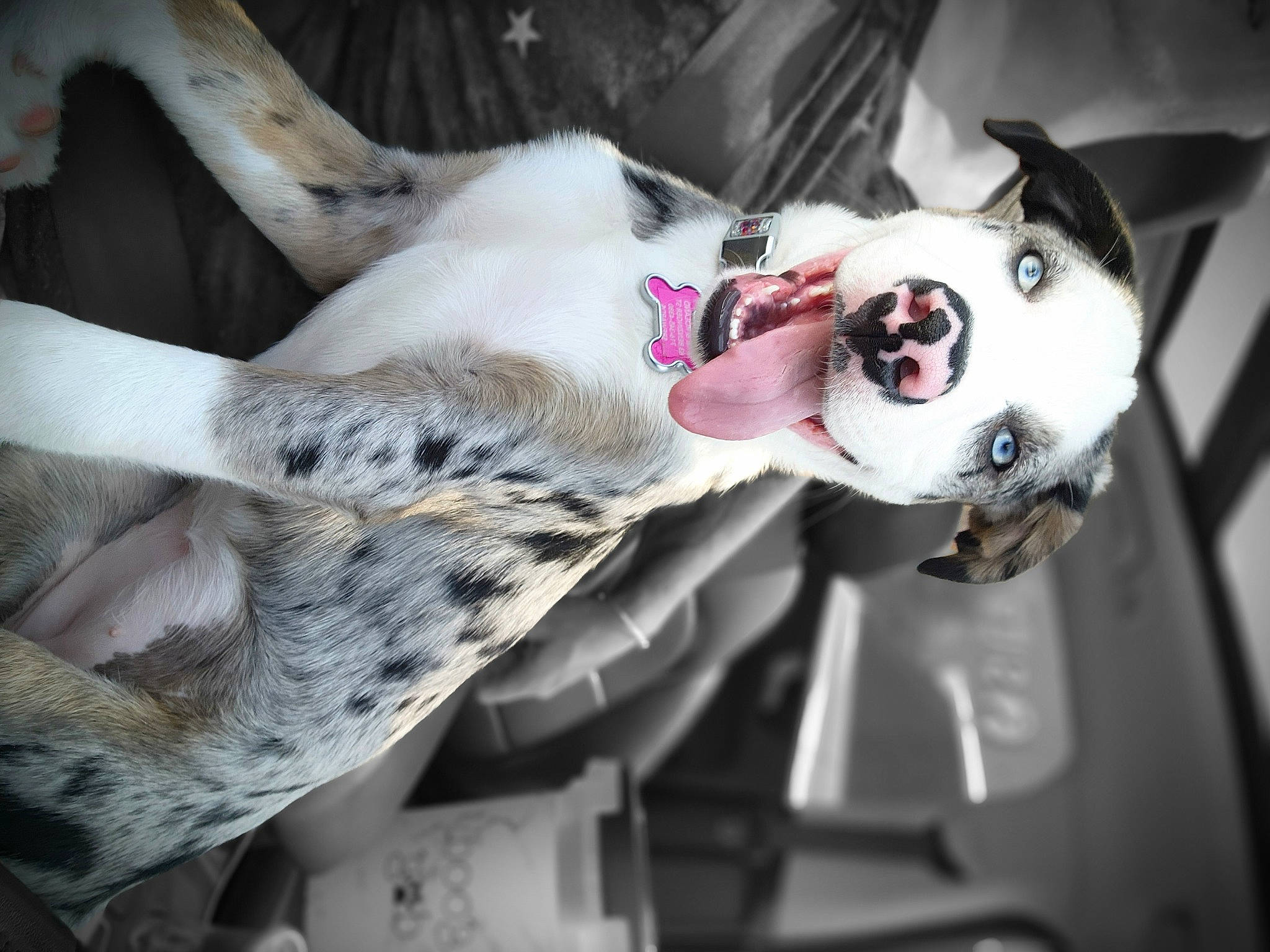 Nebula is registered to the contest to win money with this photo: canidae, carnivore, collar, comfort, companion_dog, couch, dog, dog_breed, dog_collar, dog_supply, eyewear, fawn, fur, glasses, head, snout, sporting_group, tie, toy, whiskers