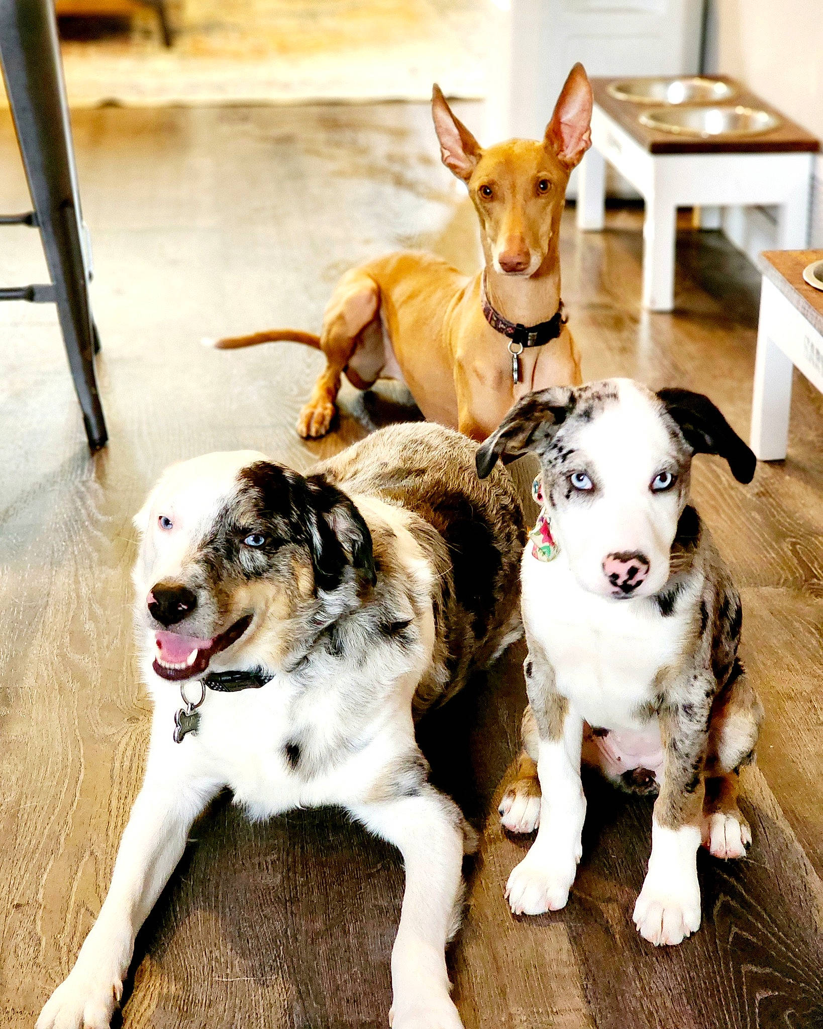 Nebula joined the competition — help win amazing prizes! canidae, carnivore, chair, collar, companion_dog, dog, dog_breed, dog_collar, dog_supply, fawn, flooring, fur, mammal, paw, pet_supply, snout, sporting_group, table, vertebrate, working_animal