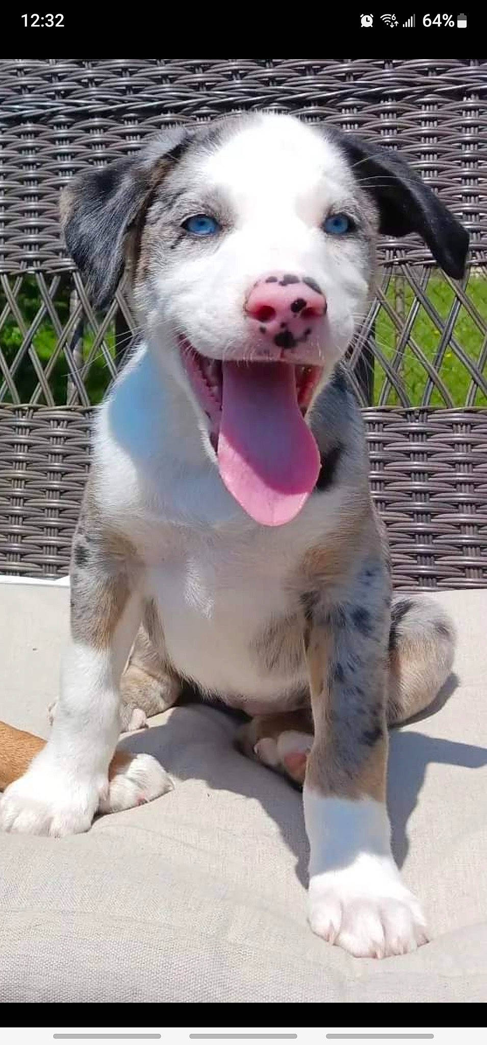 Nebula joined the competition — help win amazing prizes! canidae, carnivore, collar, companion_dog, dog, dog_breed, dog_collar, fang, fawn, fence, fur, jaw, mesh, paw, snout, sporting_group, terrestrial_animal, whiskers, working_animal, working_dog