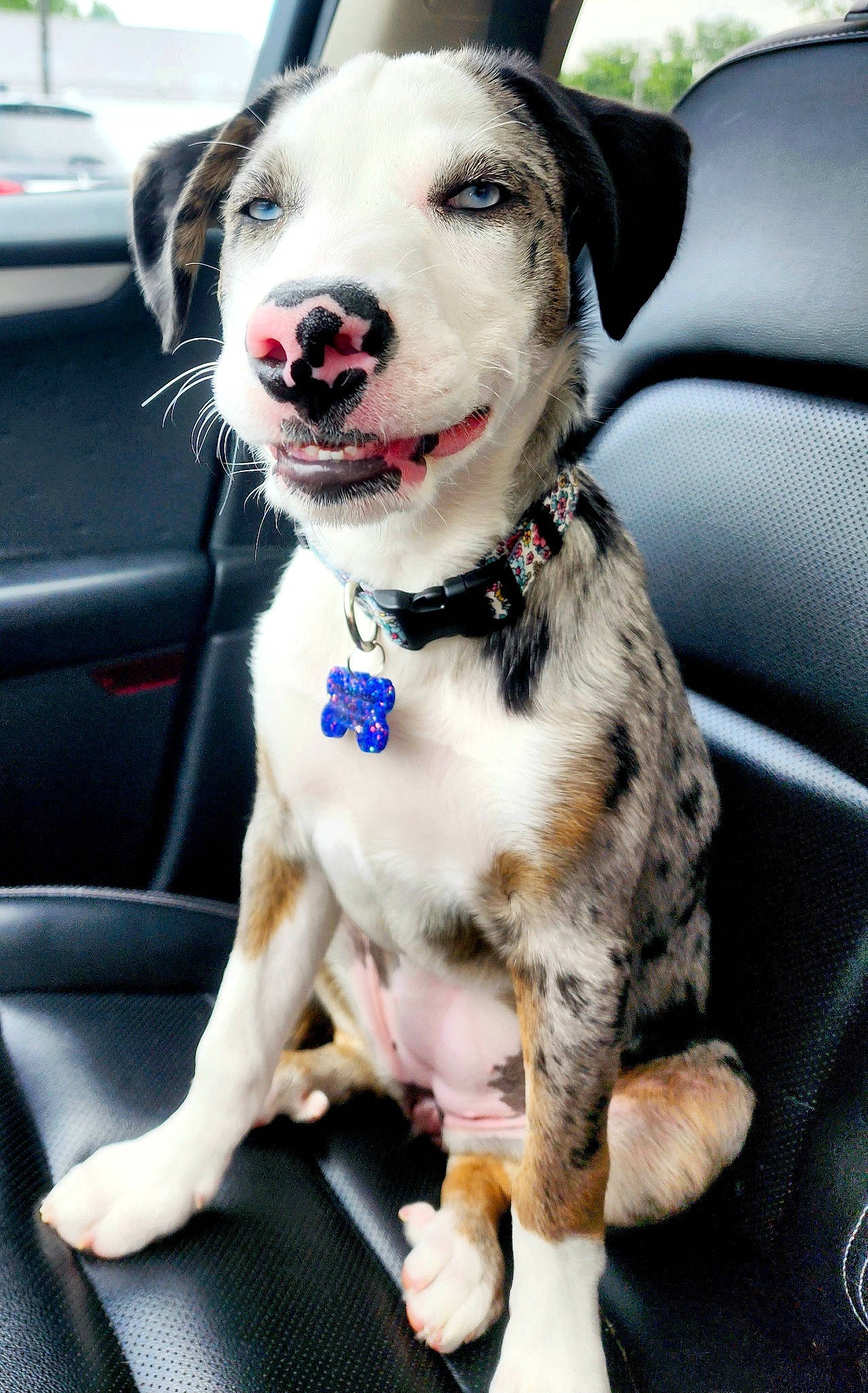 Nebula is registered to the contest to win money with this photo: auto_part, car, car_seat, carnivore, collar, companion_dog, dog, dog_breed, dog_collar, dog_supply, foot, fur, leash, motor_vehicle, vehicle, vehicle_door, window, windshield, working_animal, working_dog
