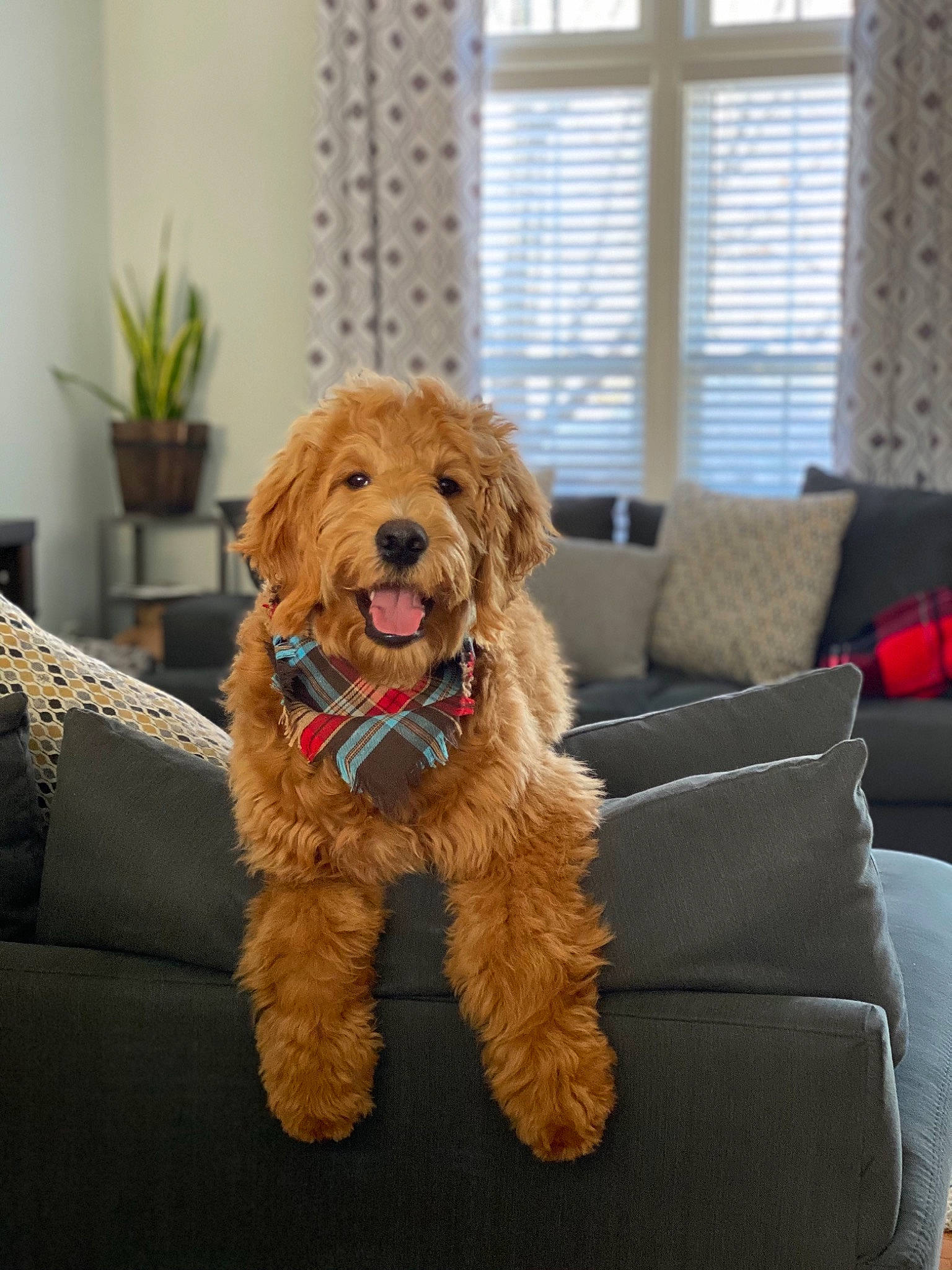 Kody is registered to the contest to win money with this photo: carnivore, companion_dog, couch, curtain, dog, dog_breed, flowerpot, home, houseplant, interior_design, liver, living_room, room, sporting_group, vertebrate, window, window_blind, window_covering, window_treatment