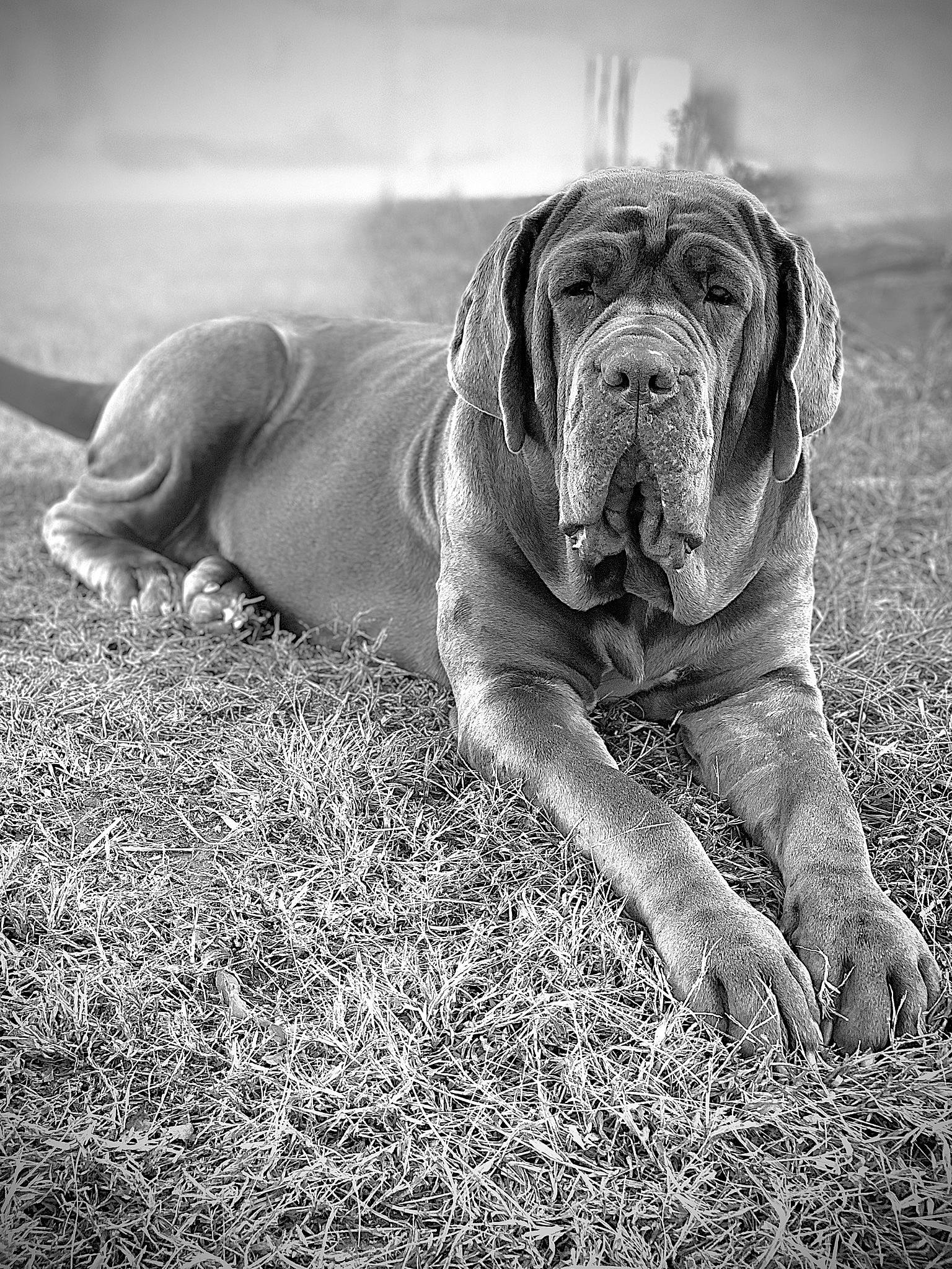 Gracie joined the competition — help win amazing prizes! ancient_dog_breeds, black_and_white, boerboel, bullmastiff, canidae, carnivore, dog, dog_breed, dogue_de_bordeaux, english_mastiff, giant_dog_breed, guard_dog, korean_mastiff, mammal, molosser, neapolitan_mastiff, snout, sporting_group, vertebrate, working_dog