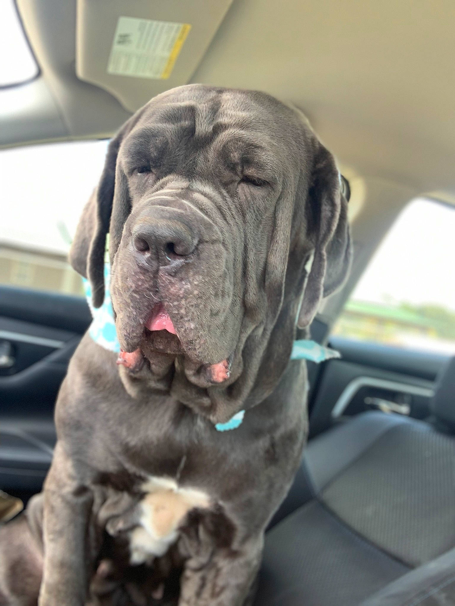 Gracie joined the competition — help win amazing prizes! american_mastiff, ancient_dog_breeds, bullmastiff, canidae, carnivore, companion_dog, dog, dog_breed, english_mastiff, fawn, giant_dog_breed, korean_mastiff, mammal, molosser, neapolitan_mastiff, non_sporting_group, snout, sporting_group, vertebrate, working_dog