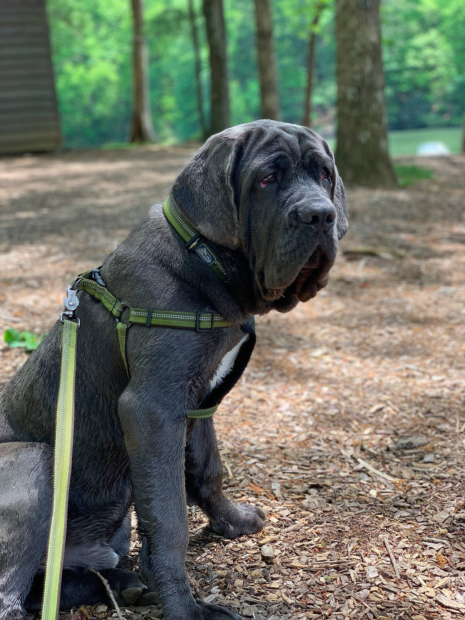 Tank joined the competition — help win amazing prizes! american_mastiff, ancient_dog_breeds, bandog, canidae, carnivore, companion_dog, dog, dog_breed, english_mastiff, giant_dog_breed, guard_dog, korean_mastiff, mammal, molosser, neapolitan_mastiff, rare_breed_dog, snout, sporting_group, vertebrate, working_dog