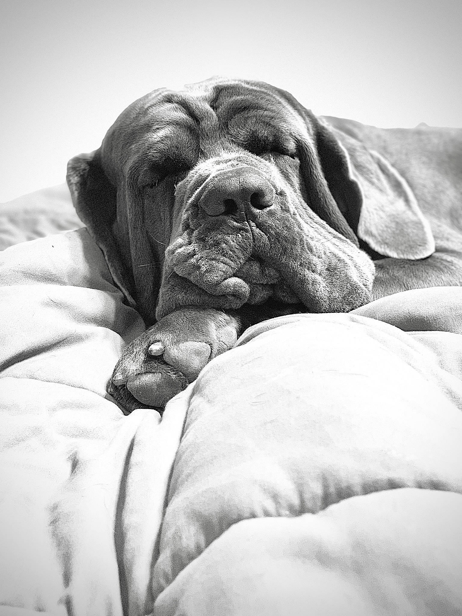 Tank joined the competition — help win amazing prizes! black_and_white, boxer, bullmastiff, canidae, carnivore, dog, dog_breed, dogue_de_bordeaux, english_mastiff, great_dane, korean_mastiff, mammal, molosser, nap, neapolitan_mastiff, old_english_bulldog, olde_english_bulldogge, sleep, snout, wrinkle