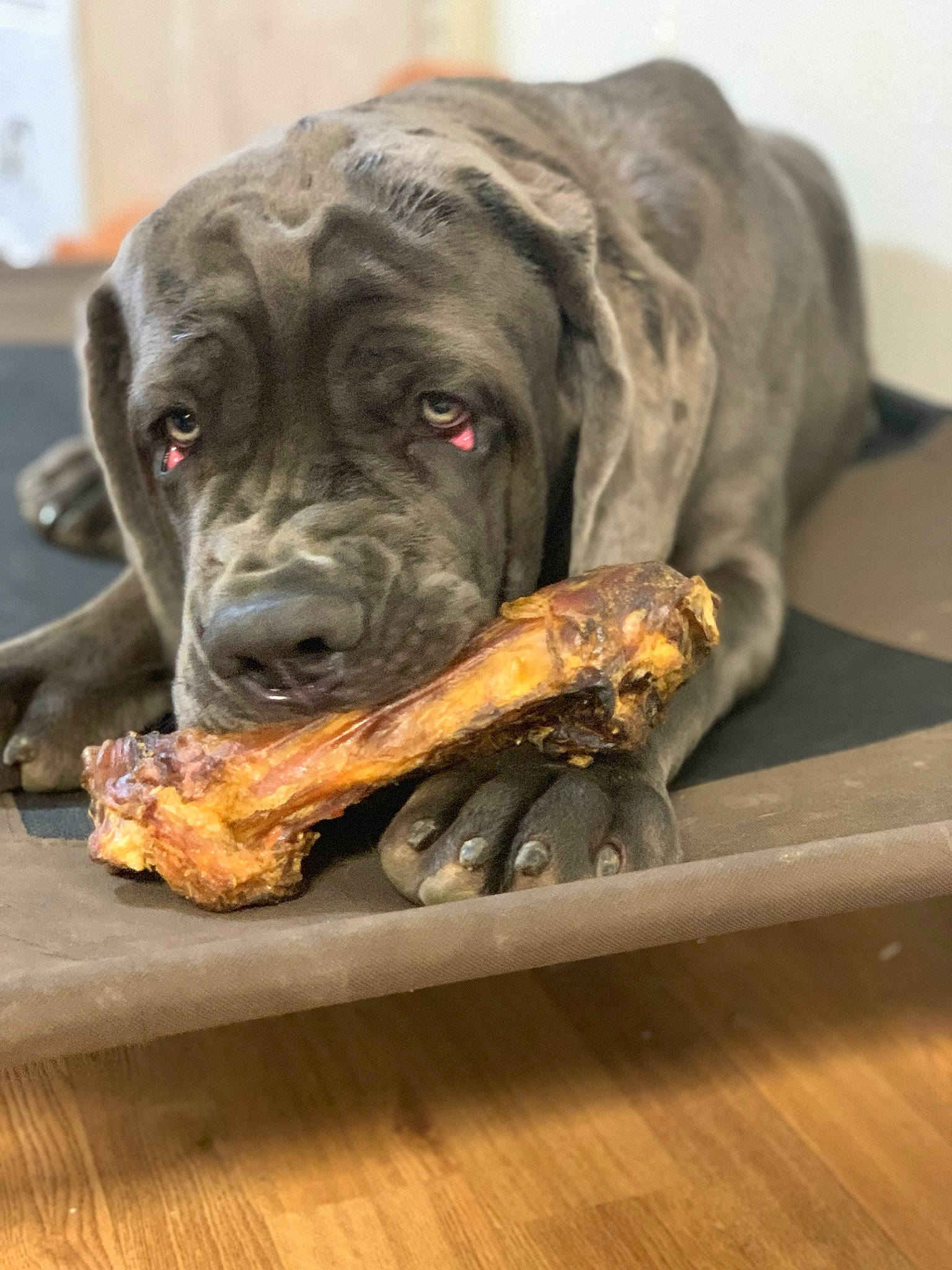 Tank joined the competition — help win amazing prizes! alano_espanol, alaunt, cane_corso, canidae, carnivore, dog, dog_breed, fila_brasileiro, giant_dog_breed, great_dane, guard_dog, molosser, non_sporting_group, snout, sporting_group, working_dog