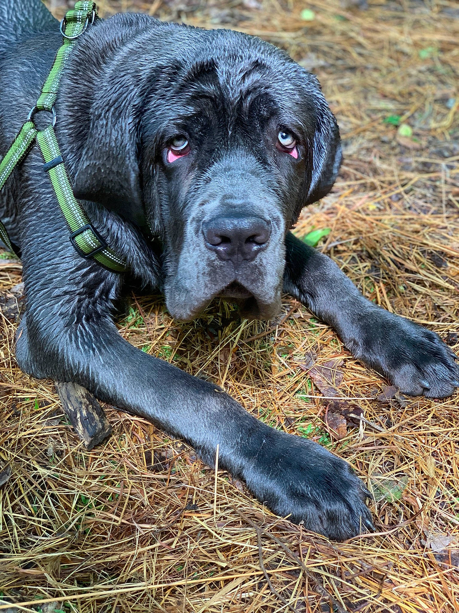 Tank joined the competition — help win amazing prizes! bandog, cane_corso, canidae, carnivore, dog, dog_breed, giant_dog_breed, guard_dog, mammal, molosser, snout, sporting_group, vertebrate, working_dog