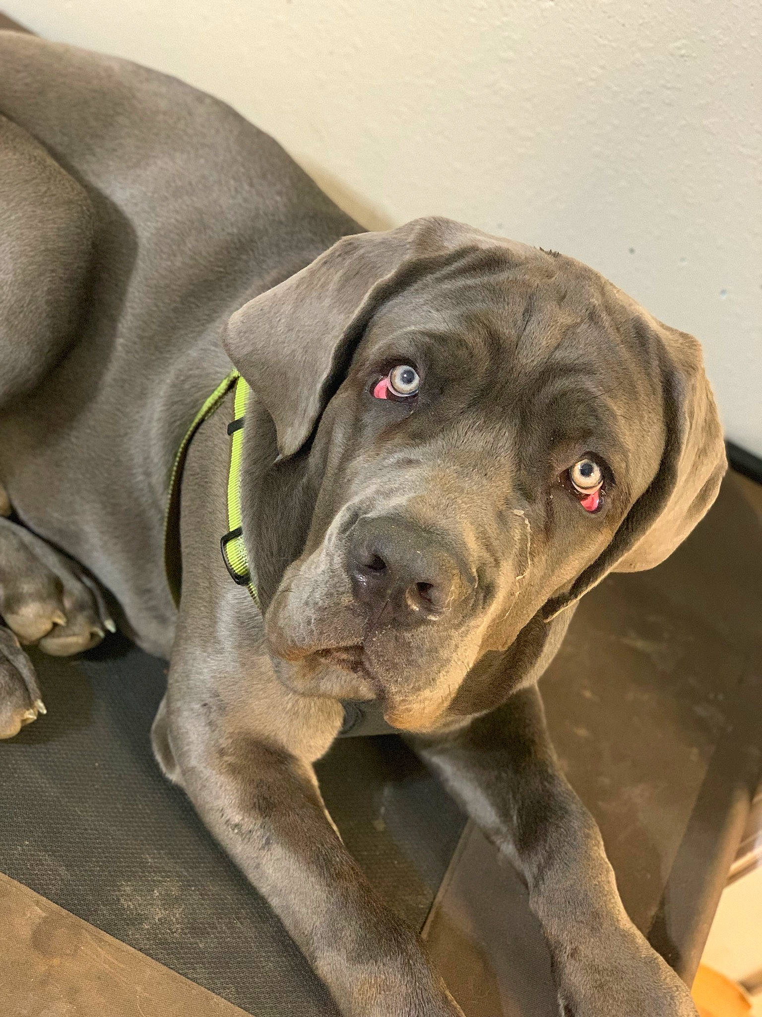 Tank joined the competition — help win amazing prizes! bandog, blue_lacy, cane_corso, canidae, carnivore, dog, dog_breed, fawn, giant_dog_breed, great_dane, guard_dog, mammal, molosser, non_sporting_group, snout, sporting_group, vertebrate, weimaraner, working_dog