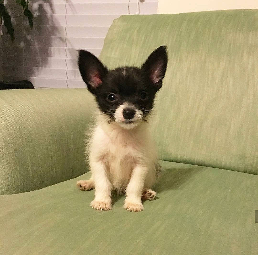 Cleo is registered to the contest to win money with this photo: canidae, carnivore, chihuahua, companion_dog, dog, dog_breed, ear, fawn, mammal, papillon, puppy, snout, sporting_group, toy_dog, vertebrate, whiskers