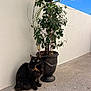 Tigresse participe au concours pour gagner de l'argent avec cette photo : cat, tortoiseshell, fluffy, green_eyes, plant, potted_plant, outdoor, concrete, wall, sunny, daylight, blue_sky, pet, animal, fur, nature, calm, sitting, quiet, shade