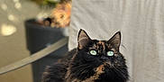 Tigresse participe au concours pour gagner de l'argent avec cette photo : cat, tortoiseshell_cat, fluffy, cushion, chair, outdoor, greenery, plant, potted_plant, furniture, relaxed, pet, animal, sitting, fur, eyes, nature, sunlight, closeup, portrait