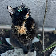 Tigresse participe au concours pour gagner de l'argent avec cette photo : cat, tortoiseshell, green_eyes, fluffy_fur, outdoor, soil, stone, plant_stem, curious, looking_up, pet, animal, feline, closeup, portrait, nature, soft_focus, whiskers, ears, ground
