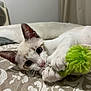 cat, kitten, toy, green_toy, bed, indoor, closeup, white_cat, playful, paws, ears, whiskers, curious, young_animal, pet, animal, feline, resting, cute, soft_texture