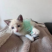 Oscar participe au concours pour gagner de l'argent avec cette photo : kitten, cat, blue_eyes, toy, feather, blanket, soft_texture, indoor, pet, animal, cute, fur, playful, relaxed, claw, white, beige, closeup, young, domestic_cat