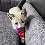 Oscar a rejoint le concours — aidez-le/la à gagner de superbes lots ! kitten, cat, blue_eyes, couch, gray_couch, fuzzy_toy, colorful_toy, indoor, pet, young_cat, whiskers, ears, claws, playing, curious, soft_texture, close_up, furniture, home, cozy