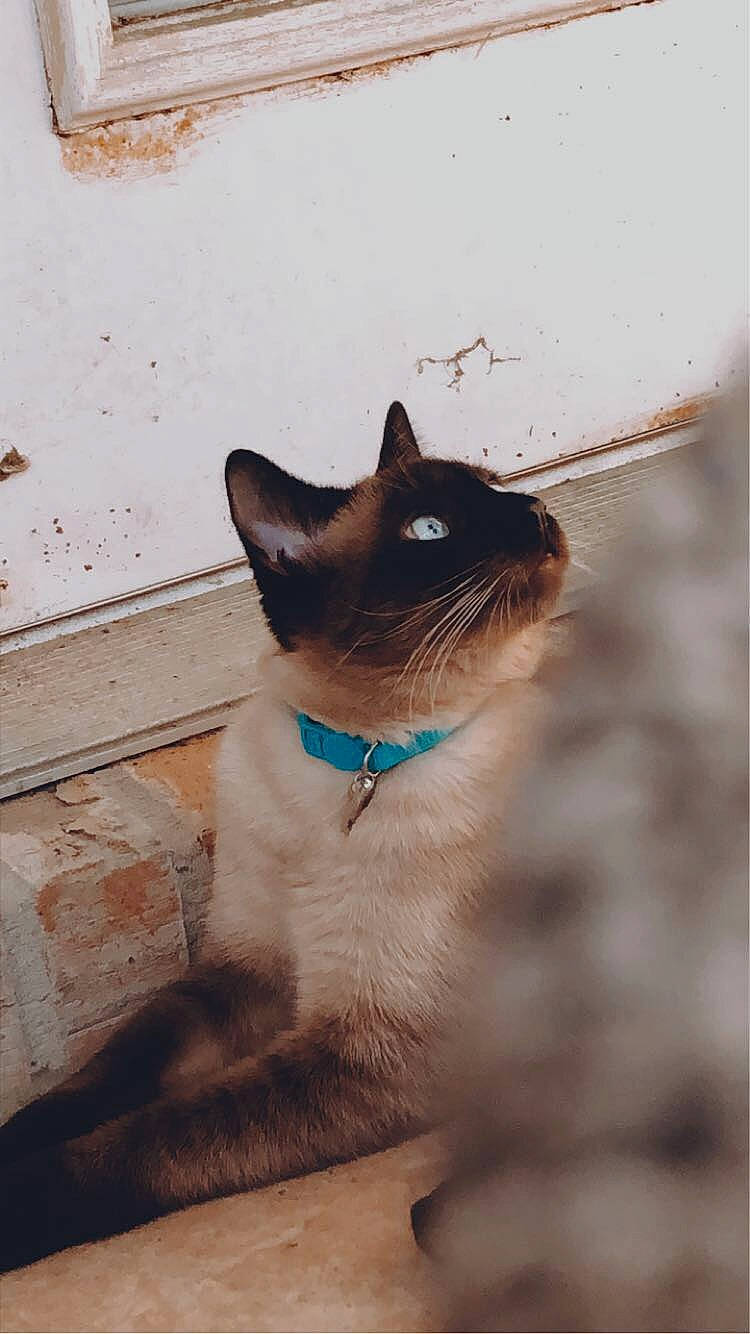 Nico