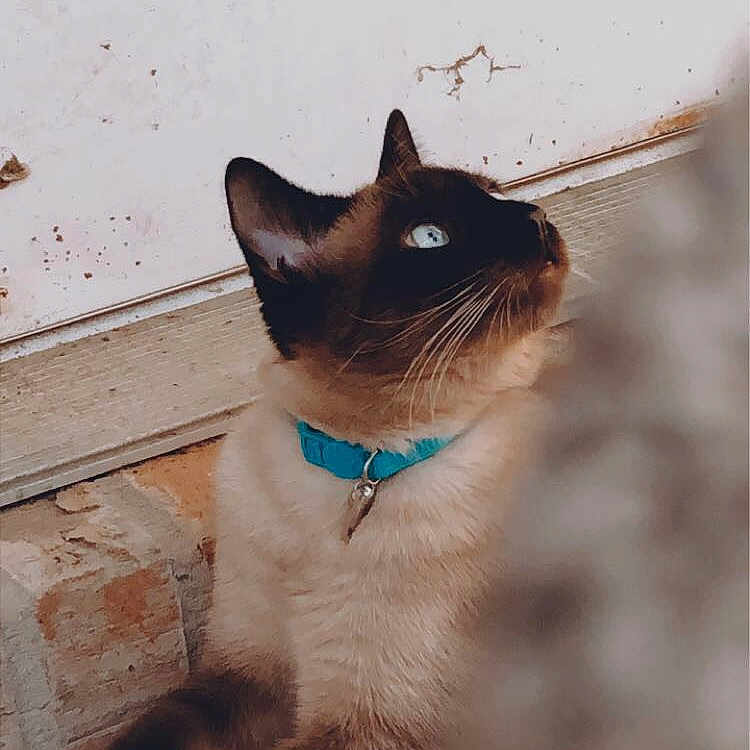 Nico